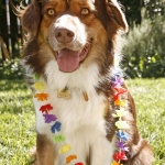 Aussie With A Lei