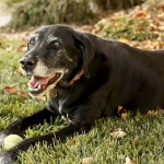 Black Lab