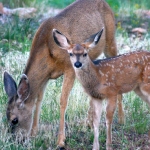 Deer in Grand Cyn