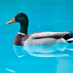 duck-in-the-pool-web