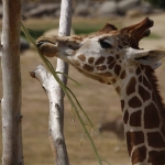 Giraffe Feeding