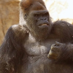 Gorilla