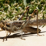 Grasshopper