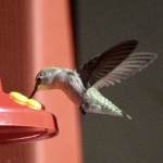 Humming Bird