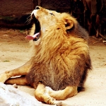 Tired Lion