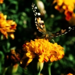 Monarch Butterfly