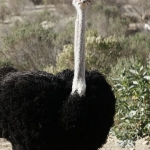 Ostrich