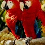 Parrots