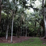 cairns_0010