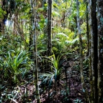 kuranda_0047