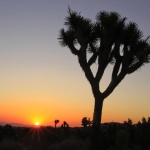 Joshua Tree in Yucca Valley (Mohave Desert), California