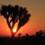 Joshua Tree in Yucca Valley (Mohave Desert), California