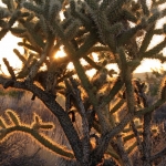 Cactus in Yucca Valley