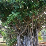 Ficus Tree