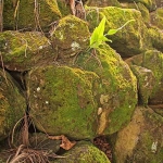 Moss Covered Rock-Haena Beach