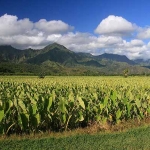 Hanalei Valley