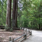 redwoods073115_0001