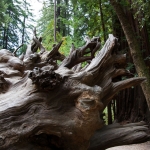 redwoods073115_0060