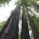 redwoods073115_0069