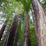 redwoods073115_0075