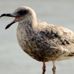 Bay Sea Gull