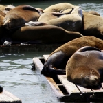 Sea Lions at Pier 39