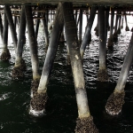 Pier Pilings