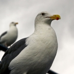 Santa Monica Seagulls
