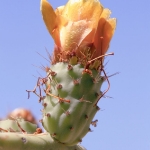 Cactus in Bloom