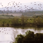 Canadian Geece Migrating