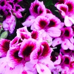 geraniums