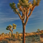 Joshua Tree in Yucca Valley