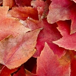 Autumn Maple Leaves