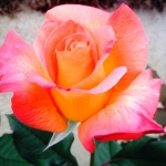 multi-color-rose