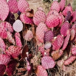 pink-cactus