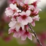 Cherry Blossoms