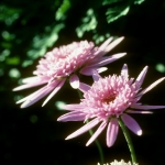 Pink Daisy