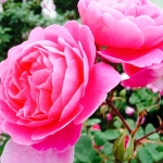 pink-rose