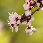 Winter Plum Blossoms