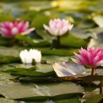 water-lilies