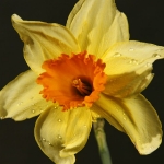 Yellow Daffodil