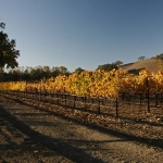 Santa Inez Valley Vineyard