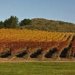 Santa Inez Valley Vineyard