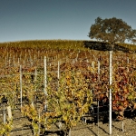 Santa Inez Valley Vineyard