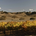 Solvang Vineyard in Autumn