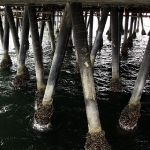 Santa Monica Pier Pilings
